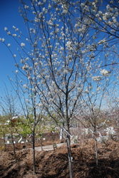 Amelanchier x grandiflora 'Autumn Brilliance' — photo 4